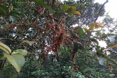 Scleropyrum pentandrum